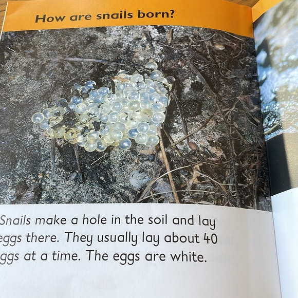 Snail Bug Books - Picture 3 of 6